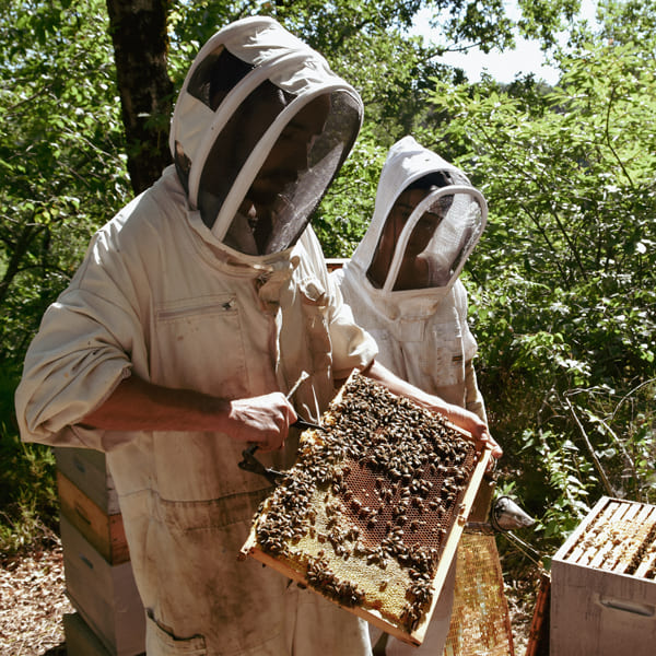 apiculteur-abeille-miel-bio.jpg