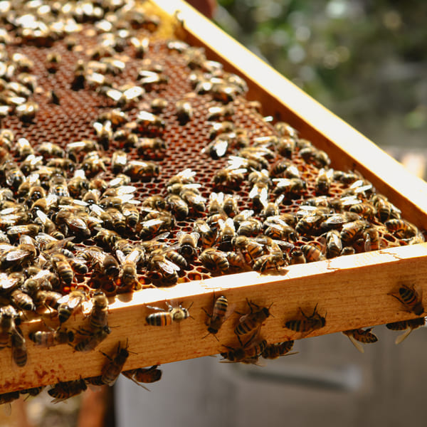 abeille-miel-recolte.jpg